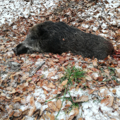 Prasiatko na spoločnej