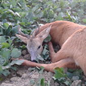 Zaujimavy Srnec co poviete