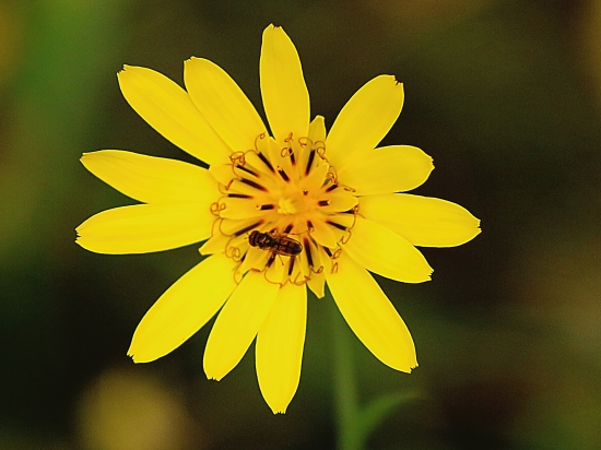 Kozobrada východná