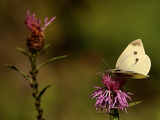 Zátišie s mlynárikom