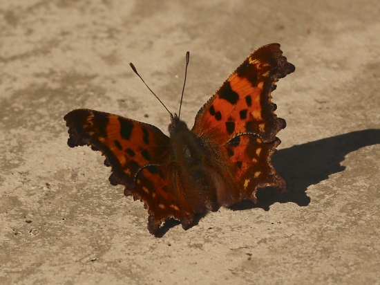 Babôčka zubatokrídla