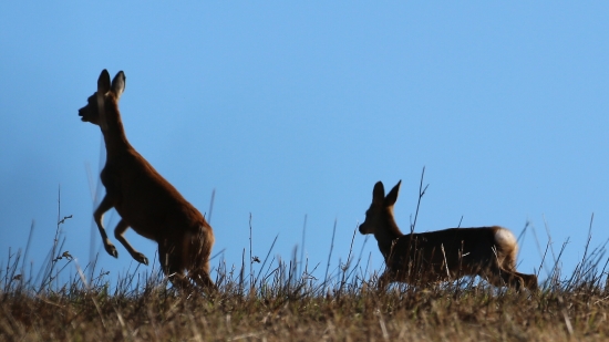 Na úteku s brechotom