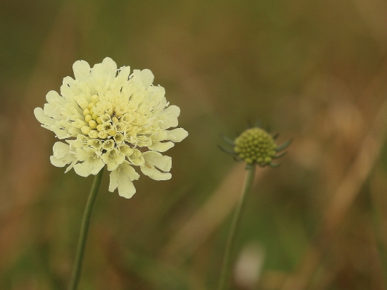 Chrastavec Kitaibelov