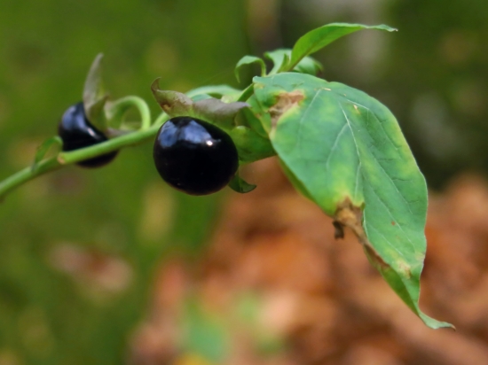 Ľuľkovec zlomocný