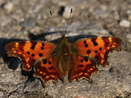 Babôčka zubatokrídla