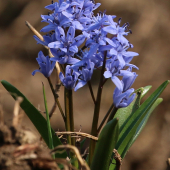 Scilla...