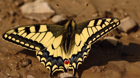 Vidlochvost feniklový