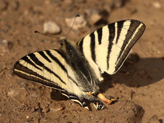 Doráňaný vidlochvost ovocný