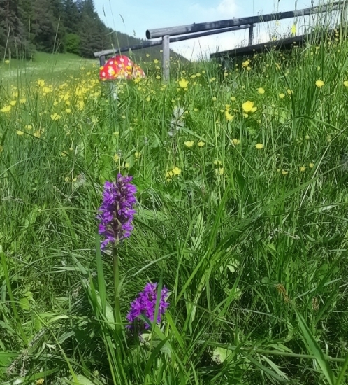 Vstavačovec z Pachovho kraja :-)