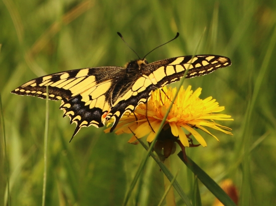 Vidlochvost feniklový