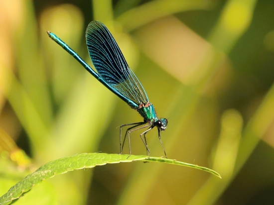 Hadovka obyčajná - samček