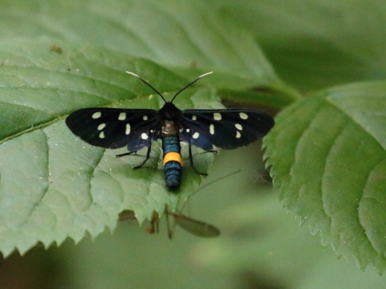 Bieloškvrnáč púpavcový