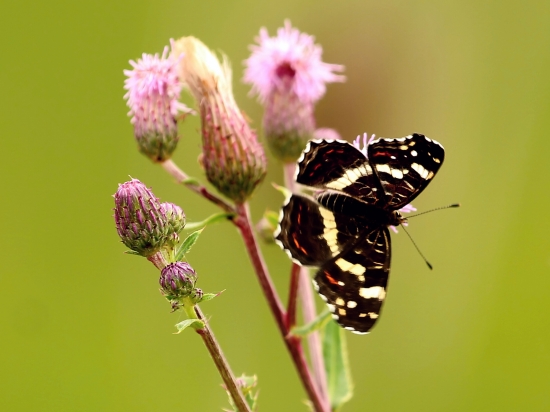 Babôčka sieťkovaná