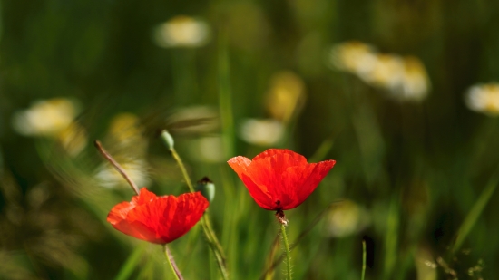 Vlčí mak a Harmanček I