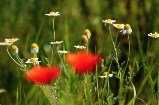 Vlčí mak a Harmanček II