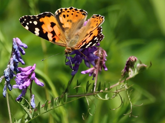 Babôčka bodliaková