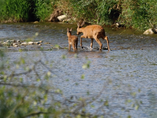 Nedeľné osvieženie