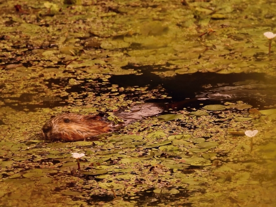Bobrík medzi leknami