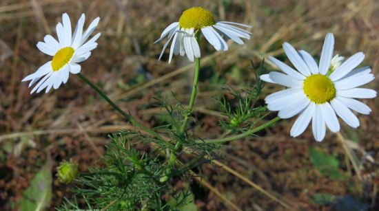 Rumanček kamilkový
