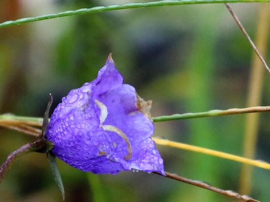 Zvonček okrúhlolistý ?