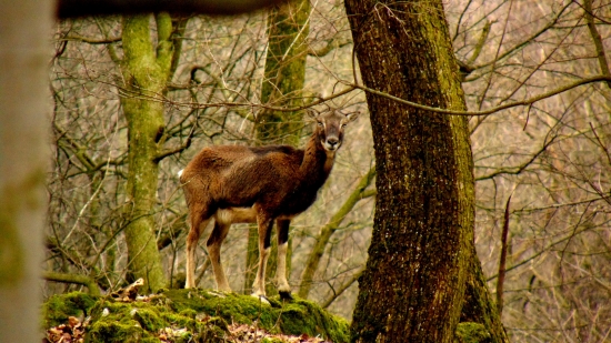 muflonka
