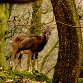 muflonka