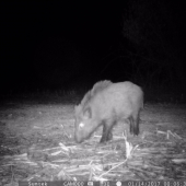 Pravidelne kazdy vecer :))