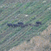 Z kukurice do lesa ...