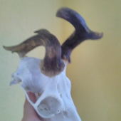 Rarita k fotke id337907