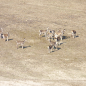 Uz sa pomaly zoskupuju do cried.