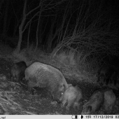 Rodinka,pocas chrutia.