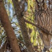 Menšia schovavačka