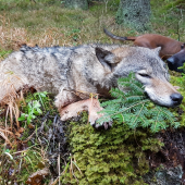 Ked nedelné ráno prekvapi