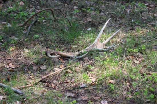 ještě z těch větších