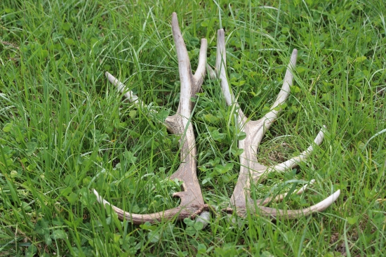 pár z louky, už je v té trávě nebylo skoro vidět