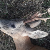 Srnec II v.t. 3 roky