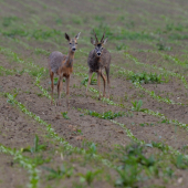 s týmto zostanem....až do augusta