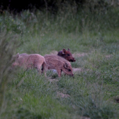 nejako čudne sfarbené....sa mi zdá..