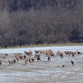 neuveriteľne veľa jeleňov u nás