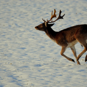 prekvapila ho zima...