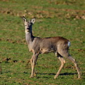 mladý jednorožec :-)