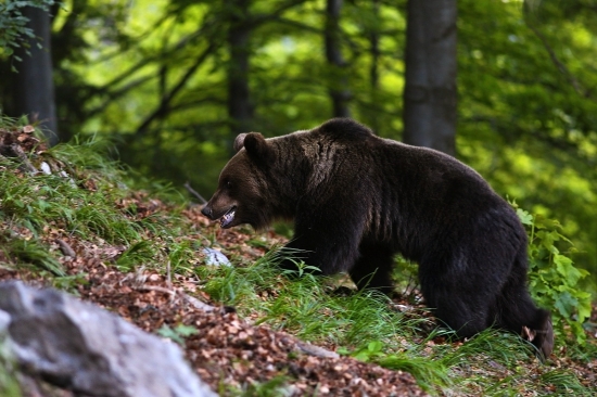 Medvedia ruja v plnom prúde