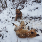 Norovanie s velšíkom