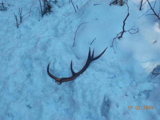 dnes po praci šumava