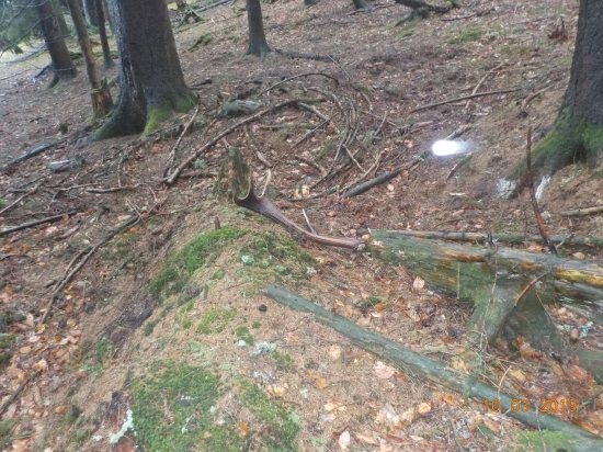 princov brat zalomeny