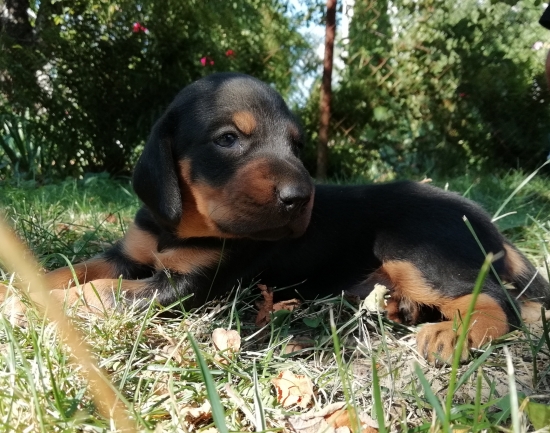 ...Cherry z Uhlišťa...