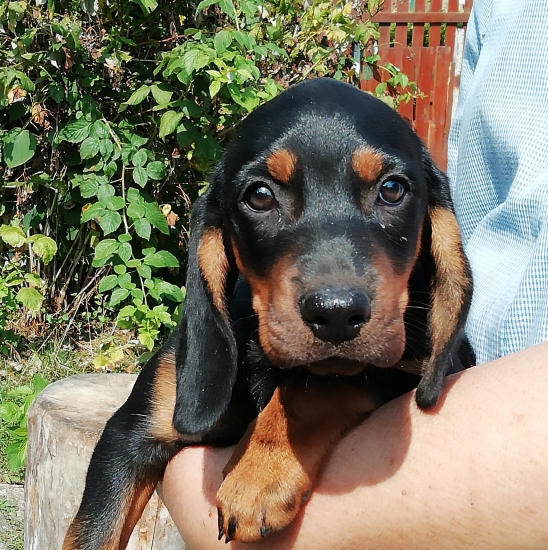 ...Cherry z Uhlišťa...