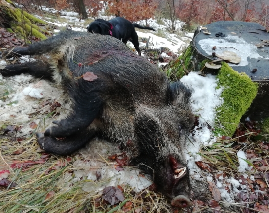 ...bolo mi dopriate...