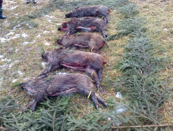 ...jeden z úspešných vyradov...