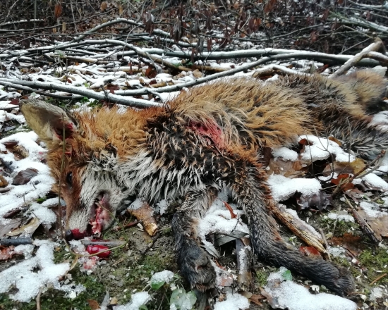 ... silvestrovský lišiak...